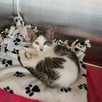 Norman -  Domestic Short Hair Cat for Adoption - Norman | PetCurious