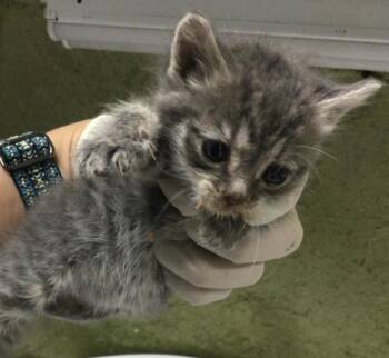 MINI -  Domestic Short Hair Cat for Adoption in Riverside, California - MINI | PetCurious