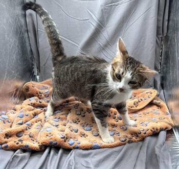 Domestic Short Hair Cats Available for Adoption in Grovetown, Georgia - CALLIE | PetCurious