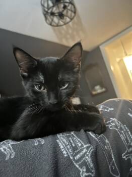 Ivy -  Domestic Short Hair Cat for Adoption in Union Grove, Wisconsin - Ivy | PetCurious
