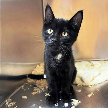 Cosmo -  Domestic Short Hair Cat for Adoption in Millcreek, Utah - Cosmo | PetCurious