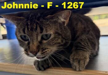 Johnnie -  Domestic Short Hair Cat for Adoption in Weatherford, Texas - Johnnie | PetCurious