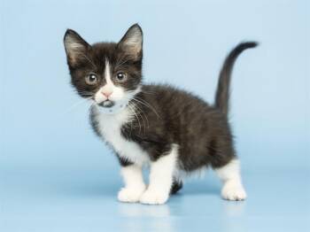 BOOTS -  Domestic Long Hair Cat for Adoption in Phoenix, Arizona - BOOTS | PetCurious