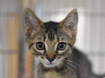 Stephanie Tanner -  Domestic Short Hair Cat for Adoption in Portland, Oregon - Stephanie Tanner | PetCurious