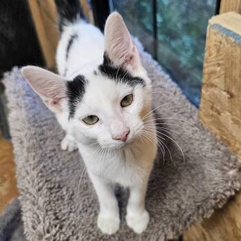 Checkers -  Domestic Short Hair Cat for Adoption in Richmond, Virginia - Checkers | PetCurious