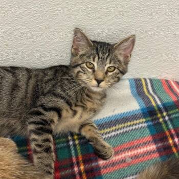 Fish -  Domestic Short Hair Cat for Adoption in Milford, Iowa - Fish | PetCurious