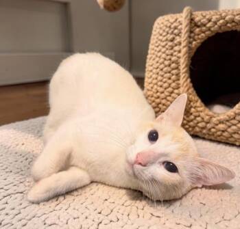 Siamese Cats Available for Adoption in Calera, Alabama - Rumi | PetCurious