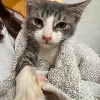 Tedward -  Domestic Short Hair Cat for Adoption in Johnstown, Pennsylvania - Tedward | PetCurious