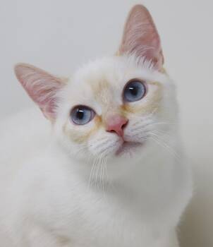 Siamese Cats Available for Adoption in Bedford Hills, New York - Ferb And Phineas - Double The Love And Double The Handsomeness!  | PetCurious