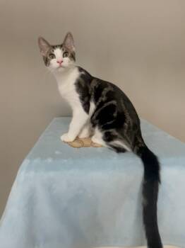 Hunter -  Domestic Short Hair Cat for Adoption in Petaluma, California - Hunter | PetCurious