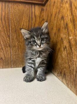 Serrano (Sara) -  Domestic Long Hair Cat for Adoption in Oklahoma City, Oklahoma - Serrano (Sara) | PetCurious