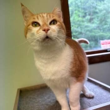 Candy -  Domestic Short Hair Cat for Adoption in Greensburg, Pennsylvania - Candy | PetCurious