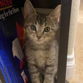 Deputy Peck -  Domestic Short Hair Cat Available for Adoption in Las Vegas, Nevada - Deputy Peck | PetCurious