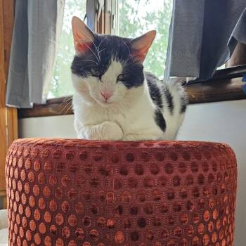 Neko -  Domestic Short Hair Cat for Adoption in Wheaton, Illinois - Neko | PetCurious