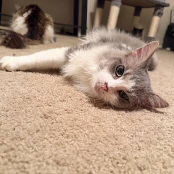 Tommy Pickles -  Domestic Long Hair Cat for Adoption in Gibsonia, Pennsylvania - Tommy Pickles | PetCurious