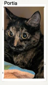 Domestic Short Hair Cats Available for Adoption - Portia | PetCurious