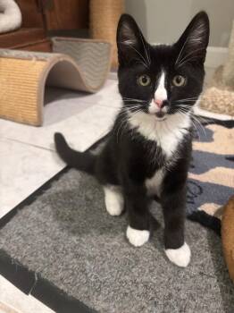 Tate -  Domestic Short Hair Cat for Adoption in Lunenburg, Massachusetts - Tate | PetCurious