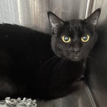 Domestic Short Hair Cats Available for Adoption in Oak Park, Illinois - Abbie/OPAC6706 | PetCurious