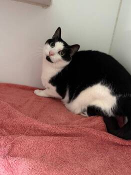 Ramona -  Domestic Short Hair Cat Available for Adoption in Sapulpa, Oklahoma - Ramona | PetCurious