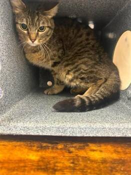 Jade -  Domestic Short Hair Cat for Adoption in Fruit Heights, Utah - Jade | PetCurious
