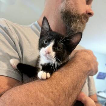 Sasha -  American Shorthair Cat for Adoption in New York, New York - Sasha | PetCurious