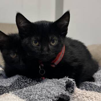 Rocky -  Domestic Short Hair Cat for Adoption in La Grange, Kentucky - Rocky | PetCurious