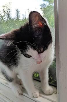 Charming -  Domestic Short Hair Cat for Adoption in Kansas City, Missouri - Charming | PetCurious
