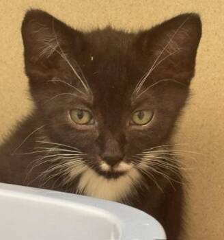 Ceasar -  Domestic Short Hair Cat for Adoption in Bellevue, Washington - Ceasar | PetCurious