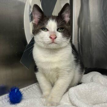 Beast -  Domestic Short Hair Cat for Adoption in Palm Springs, California - Beast | PetCurious