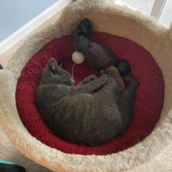 Chickadee -  Domestic Short Hair Cat for Adoption in Fairfax Station, Virginia - Chickadee | PetCurious