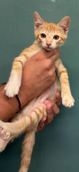 Kenya -  Domestic Short Hair Cat for Adoption in Honolulu, Hawaii - Kenya | PetCurious
