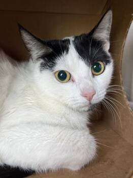Domestic Short Hair Cats Available for Adoption in West Chester, Pennsylvania - Milly | PetCurious