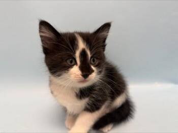 Mileena -  Domestic Short Hair Cat for Adoption in Woodbury, Minnesota - Mileena | PetCurious