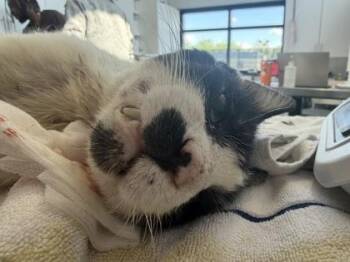 Domestic Short Hair Cats Available for Adoption in West Chester, Pennsylvania - Larry | PetCurious