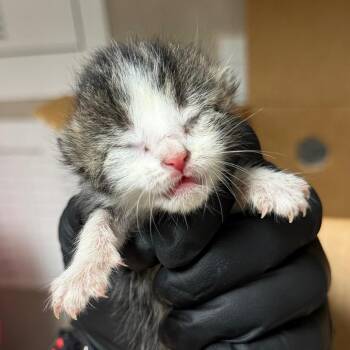 Greta -  Domestic Short Hair Cat for Adoption in Yuma, Arizona - Greta | PetCurious