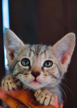 Duro Wat -  Domestic Short Hair and Tabby Cat for Adoption in San Diego, California - Duro Wat | PetCurious