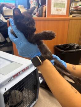 A142835 -  Domestic Short Hair Cat for Adoption in Burbank, California - A142835 | PetCurious