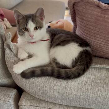 Rescue Domestic Short Hair Cats for Adoption in Springfield, Missouri - Hemmingway | PetCurious