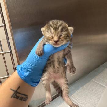 Butter Bean -  Domestic Short Hair Cat for Adoption in Columbiana, Alabama - Butter Bean | PetCurious
