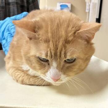 Pool Noodle (mcas) -  Domestic Short Hair Cat for Adoption in Troutdale, Oregon - Pool Noodle (mcas) | PetCurious