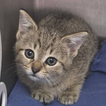 Ribeye -  Domestic Short Hair Cat for Adoption in Fort Wayne, Indiana - Ribeye | PetCurious