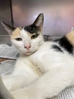 Rosa -  Domestic Short Hair Cat for Adoption in Murray, Kentucky - Rosa | PetCurious