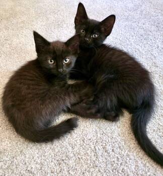 Camilla & Hilda -  American Shorthair Cat for Adoption in The Dalles, Oregon - Camilla & Hilda | PetCurious