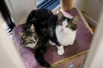 Rescue Domestic Medium Hair Cats for Adoption in Wakefield, Quebec - Winnie & Rony | PetCurious