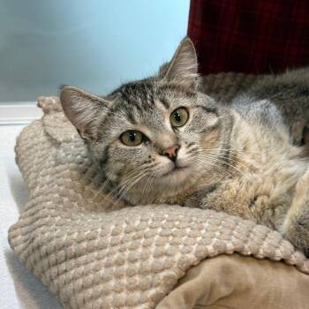Domestic Short Hair Cats Available for Adoption - Biscuit | PetCurious