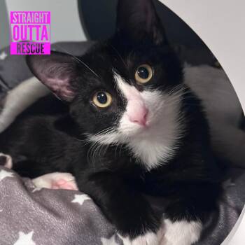 Muffin -  Domestic Short Hair Cat for Adoption in Vancouver, British Columbia - Muffin | PetCurious