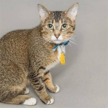MAGMA -  Domestic Short Hair Cat for Adoption in St. Louis, Missouri - MAGMA | PetCurious
