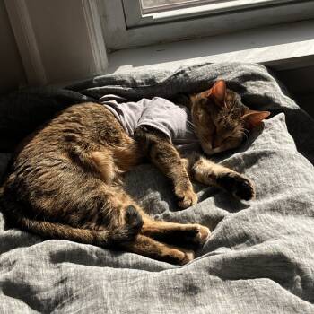 Rescue Domestic Short Hair Cats for Adoption in Rochester, Minnesota - Evie | PetCurious