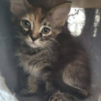 Pandora Knight -  Domestic Medium Hair Cat for Adoption in Eagle Mountain, Utah - Pandora Knight | PetCurious