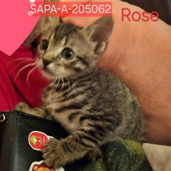 Rescue Domestic Short Hair Cats for Adoption in San Antonio, Texas - Rose | PetCurious
